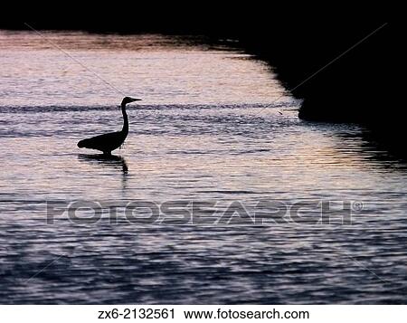 Backlit Grey Heron (Ardea cinerea) at Alfacs Bay. Ebro River Delta Natural Park, Tarragona province, Catalonia, Spain. View Large Photo Image Stock Image - Backlit Grey Heron (Ardea cinerea) at Alfacs Bay. Ebro River Delta Natural Park, Tarragona province, Catalonia, Spain.. Fotosearch