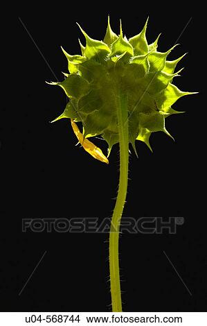 Picture - Backlit sunflower.. Fotosearch