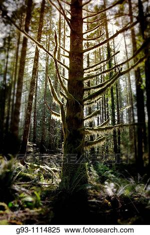 backlit tree in forest View Large Photo Image Stock Photography - backlit tree in forest. Fotosearch