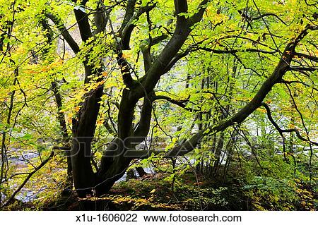 Stock Image - Backlit Tree in Strid Wood Bolton Abbey Yorkshire Dales England. Fotosearch