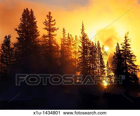Backlit Trees at Sunrise West Thumb Yellowstone National Park USA View Large Photo Image Stock Image - Backlit Trees at Sunrise West Thumb Yellowstone National Park USA. Fotosearch