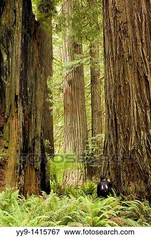 Backpacker among Ancient Giant Redwoods - Prairie Creek Redwoods State Park - near Crescent City, California View Large Photo Image Stock Photo - Backpacker among Ancient Giant Redwoods - Prairie Creek Redwoods State Park - near Crescent City, California. Fotosearch