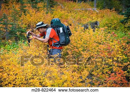 Backpacker photographing foliage displaying fall colors, Okanogan National Forest Washington USA View Large Photo Image Picture - Backpacker photographing foliage displaying fall colors, Okanogan National Forest Washington USA. Fotosearch