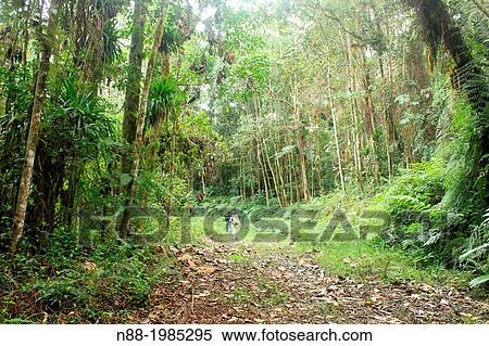 Backpacker, San Eusebio Cloud Forest Mrida Venezuela View Large Photo Image Stock Photography - Backpacker, San Eusebio Cloud Forest Mrida Venezuela. Fotosearch