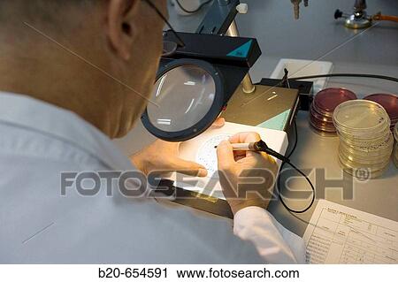Bacteries count. Microbiology Laboratory. Microbiological analysis of food. AZTI-Tecnalia. Technological Centre specialised in Marine and Food Research. Sukarrieta, Bizkaia, Euskadi. Spain. View Large Photo Image Stock Image - Bacteries count. Microbiology Laboratory. Microbiological analysis of food. AZTI-Tecnalia. Technological Centre specialised in Marine and Food Research. Sukarrieta, Bizkaia, Euskadi. Spain.. Fotosearch