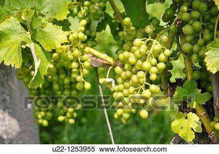 Stock Photography - Baden (Argovia, Switzerland): grape cultivated field on the hills. Fotosearch