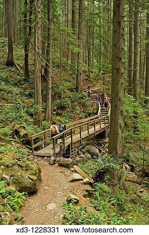 Baden Powell Trail near Deep Cove, North Vancouver, British Columbia, Canada View Large Photo Image Stock Image - Baden Powell Trail near Deep Cove, North Vancouver, British Columbia, Canada. Fotosearch