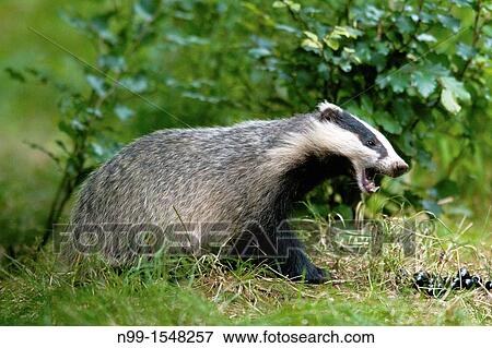 Badger Meles meles, feeding on cherries fallen down, beech forest, Bavaria View Large Photo Image Stock Photo - Badger Meles meles, feeding on cherries fallen down, beech forest, Bavaria. Fotosearch