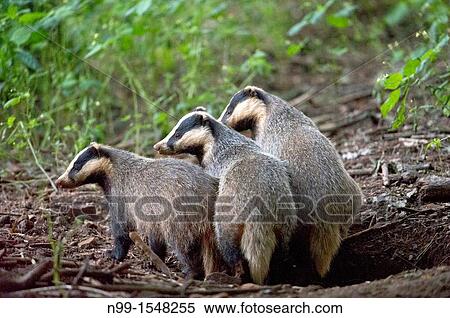 Badger Meles meles, three badgers coming out from den, Franconian Jura, Bavaria View Large Photo Image Stock Photography - Badger Meles meles, three badgers coming out from den, Franconian Jura, Bavaria. Fotosearch