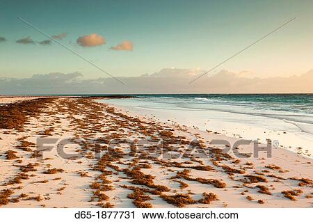 Bahamas, Eleuthera Island, Harbour Island, Pink Sands Beach, dawn View Large Photo Image Stock Image - Bahamas, Eleuthera Island, Harbour Island, Pink Sands Beach, dawn. Fotosearch