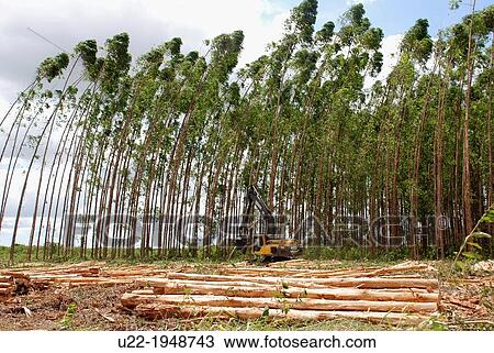 Bahia, Brazil, cut trees View Large Photo Image Stock Image - Bahia, Brazil, cut trees. Fotosearch