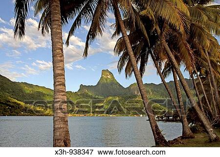Stock Photo - baie d? Opunuhu, ile de Moorea, iles de la Societe, archipel de la Polynesie francaise, ocean pacifique sud. Fotosearch