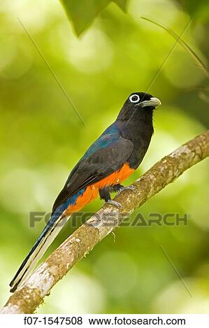 Baird's Trogon Trogon bairdii. Costa Rica, male, tropical rainforest View Large Photo Image Stock Photo - Baird's Trogon Trogon bairdii. Costa Rica, male, tropical rainforest. Fotosearch
