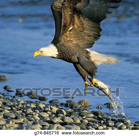 Bald Eagle catching fish View Large Photo Image Stock Photograph - Bald Eagle catching fish. Fotosearch