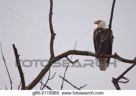 Stock Photography - Bald Eagle (Haliaeetus leucocephalis).. Fotosearch