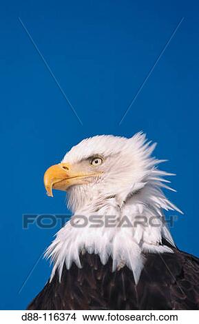 Picture - Bald Eagle (Haliaeetus leucocephalus). Fotosearch