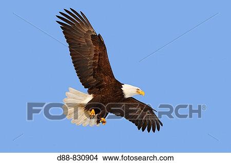 Bald Eagle (Haliaeetus leucocephalus). Alaska, USA View Large Photo Image Picture - Bald Eagle (Haliaeetus leucocephalus). Alaska, USA. Fotosearch