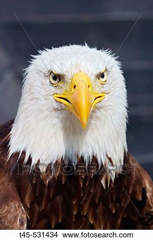 Bald Eagle (Haliaeetus leucocephalus), captive. Beaucaire, Provence (France) View Large Photo Image Picture - Bald Eagle (Haliaeetus leucocephalus), captive. Beaucaire, Provence (France). Fotosearch