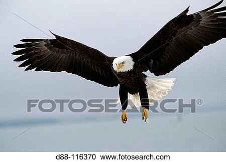 Bald Eagle (Haliaeetus leucocephalus) View Large Photo Image Stock Image - Bald Eagle (Haliaeetus leucocephalus). Fotosearch
