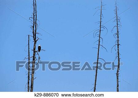 Bald eagle Haliaeetus leucocephalus Mature adult loafing in dead snag View Large Photo Image Stock Image - Bald eagle Haliaeetus leucocephalus Mature adult loafing in dead snag. Fotosearch