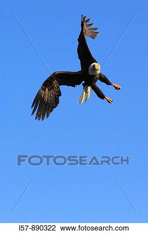 Bald Eagle, Haliaeetus leucocephalus, Weisskopfseeadler, Homer, Kenai Peninsula, Alaska, USA View Large Photo Image Stock Image - Bald Eagle, Haliaeetus leucocephalus, Weisskopfseeadler, Homer, Kenai Peninsula, Alaska, USA. Fotosearch