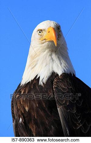 Bald Eagle, Haliaeetus leucocephalus, Weisskopfseeadler, Homer, Kenai Peninsula, Alaska, USA View Large Photo Image Stock Image - Bald Eagle, Haliaeetus leucocephalus, Weisskopfseeadler, Homer, Kenai Peninsula, Alaska, USA. Fotosearch