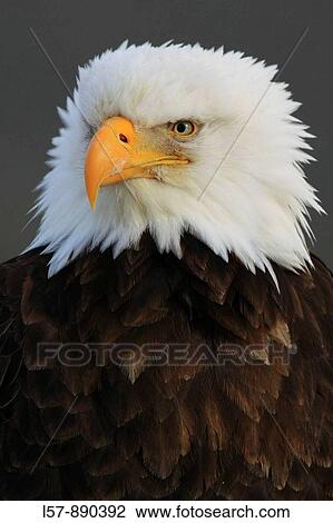 Stock Image - Bald Eagle, Haliaeetus leucocephalus, Weisskopfseeadler, Homer, Kenai Peninsula, Alaska, USA. Fotosearch