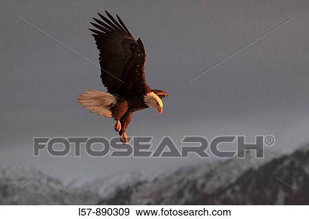 Stock Photo - Bald Eagle, Haliaeetus leucocephalus, Weisskopfseeadler, Homer, Kenai Peninsula, Alaska, USA. Fotosearch