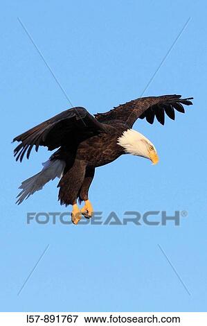 Stock Photo - Bald Eagle, Haliaeetus leucocephalus, Weisskopfseeadler, Homer, Kenai Peninsula, Alaska, USA. Fotosearch