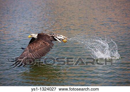 BALD EAGLE haliaeetus leucocephalus, JUVENILE FISHING IN LAKE View Large Photo Image Stock Photo - BALD EAGLE haliaeetus leucocephalus, JUVENILE FISHING IN LAKE. Fotosearch