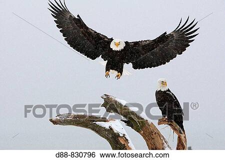 Stock Photograph - Bald Eagle (Haliaeetus leucocephalus). Alaska, USA. Fotosearch