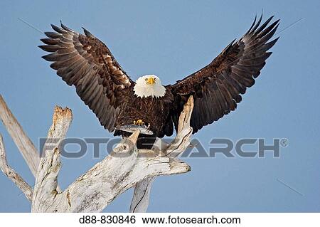 Bald Eagle (Haliaeetus leucocephalus). Alaska, USA View Large Photo Image Stock Photograph - Bald Eagle (Haliaeetus leucocephalus). Alaska, USA. Fotosearch