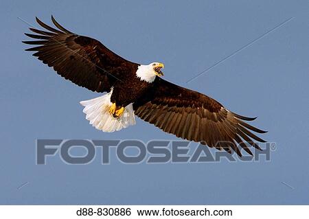 Bald Eagle (Haliaeetus leucocephalus). Alaska, USA View Large Photo Image Stock Photograph - Bald Eagle (Haliaeetus leucocephalus). Alaska, USA. Fotosearch