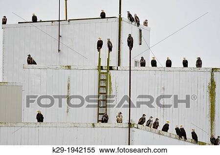 Bald eagle (Haliaeetus leucocephalus) Perched on the roof of the fish processing plant, Prince Rupert, British Columbia, Canada. View Large Photo Image Stock Photography - Bald eagle (Haliaeetus leucocephalus) Perched on the roof of the fish processing plant, Prince Rupert, British Columbia, Canada.. Fotosearch