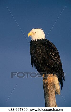 Bald eagle, Haliaetus leucocephalus. View Large Photo Image Stock Photo - Bald eagle, Haliaetus leucocephalus.. Fotosearch