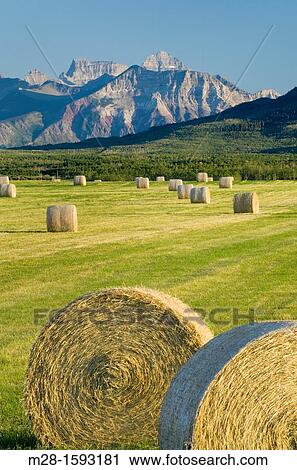 Stock Image - Bales of hay in filed near Waterton Lakes National Park Alberta Canada. Fotosearch