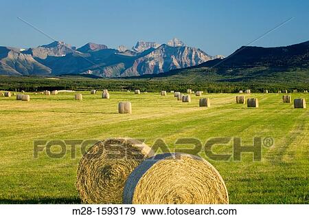 Bales of hay in filed near Waterton Lakes National Park Alberta Canada View Large Photo Image Stock Photo - Bales of hay in filed near Waterton Lakes National Park Alberta Canada. Fotosearch