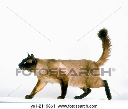 Stock Image - Balinese Domestic Cat walking against White Background.. Fotosearch