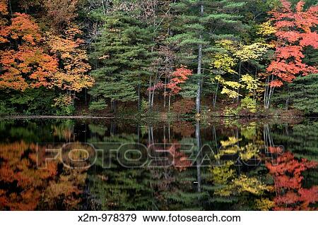 Stock Photo - Ballard State Forest Reflections of autumn in Ballard Pond Located in Derry, New Hampshire USA. Fotosearch