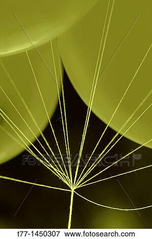 Stock Photo - Balloons in air. Fotosearch
