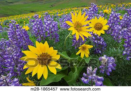 Balsamroot Balsamorhiza deltoidea and Lupines Lupinus latifolius x sericeus var latifolius, Dalles Mountain Ranch in the Columbia Hills, Columbia River Gorge National Scenic Area, Washington View Large Photo Image Stock Photo - Balsamroot Balsamorhiza deltoidea and Lupines Lupinus latifolius x sericeus var latifolius, Dalles Mountain Ranch in the Columbia Hills, Columbia River Gorge National Scenic Area, Washington. Fotosearch