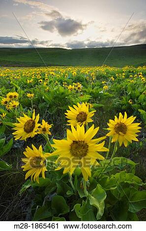 Balsamroot Balsamorhiza deltoidea, Dalles Mountain Ranch in the Columbia Hills, Columbia River Gorge National Scenic Area, Washington View Large Photo Image Stock Image - Balsamroot Balsamorhiza deltoidea, Dalles Mountain Ranch in the Columbia Hills, Columbia River Gorge National Scenic Area, Washington. Fotosearch