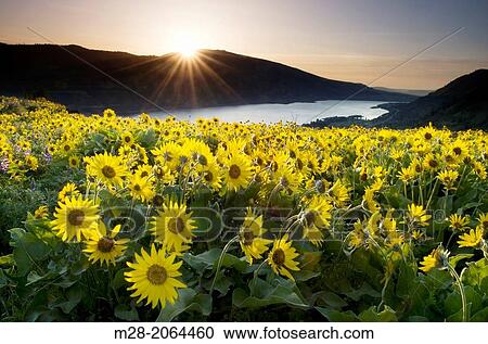 Balsamroot wildflowers at sunrise, Rowena Crest, Columbia River Gorge National Scenic Area, Oregon. View Large Photo Image Stock Image - Balsamroot wildflowers at sunrise, Rowena Crest, Columbia River Gorge National Scenic Area, Oregon.. Fotosearch