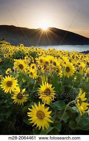 Balsamroot wildflowers at sunrise, Rowena Crest, Columbia River Gorge National Scenic Area, Oregon. View Large Photo Image Stock Image - Balsamroot wildflowers at sunrise, Rowena Crest, Columbia River Gorge National Scenic Area, Oregon.. Fotosearch