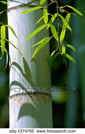 Bamboo Arashiyama Japan View Large Photo Image Stock Image - Bamboo Arashiyama Japan. Fotosearch
