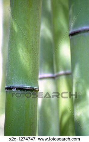 Bamboo Arashiyama Japan View Large Photo Image Stock Photo - Bamboo Arashiyama Japan. Fotosearch