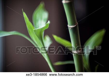 Stock Photograph - Bamboo cane, detail. Fotosearch