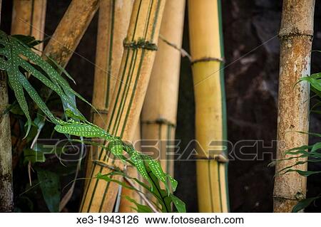 Bamboo canes, Oahu, Hawaii View Large Photo Image Stock Photograph - Bamboo canes, Oahu, Hawaii. Fotosearch