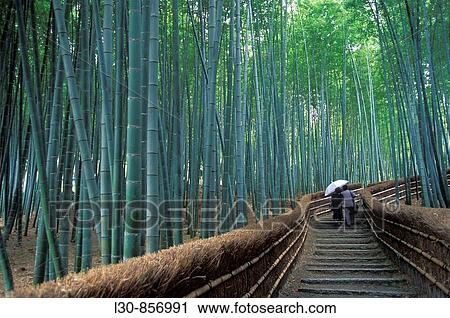 Bamboo forest, Adashino Nenbutsu-ji, Arashiyama, Kyoto, Japan View Large Photo Image Stock Image - Bamboo forest, Adashino Nenbutsu-ji, Arashiyama, Kyoto, Japan. Fotosearch