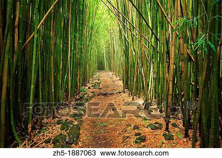 Stock Image - Bamboo forest along the Pipiwai trail to Waimoku Fall in the Kipahulu area of Haleakala National Park in Maui, Hawaii. Fotosearch